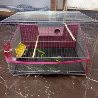 ۲عدد مرغ عشق نر و ماده با قفس|پرنده|چالدران, |دیوار