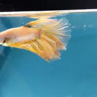 آروانا نایف فایتر|ماهی|مشهد, آزادشهر|دیوار