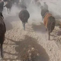 فروش گوسفند|حیوانات مزرعه|داران, |دیوار