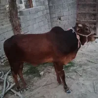 فروش فوری  قیمت مناسب