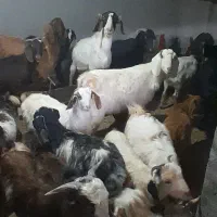 بز و بزقاله|حیوانات مزرعه|قوچان, |دیوار