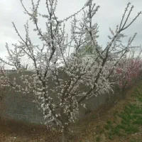 زمین کشاورزی(۹هکتار)|فروش زمین و ملک کلنگی|اسلام‌شهر, کاشانک|دیوار