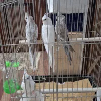 عروس هلندی جوجه