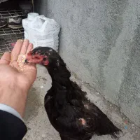 مرغ لاری|حیوانات مزرعه|کرمانشاه, |دیوار