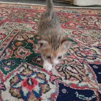 واگذاری