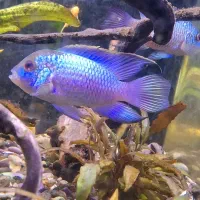 بلو اکارا مولد