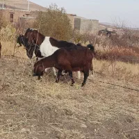 بز و بزغاله