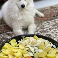 سگ ساموئید آموزش دیده