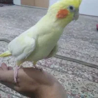 عروس هلندی ماد ۱سال نیم