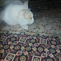 واگذاری گربه خانگی