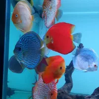 ماهی دیسکس|ماهی|مشهد, کوی المهدی|دیوار