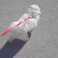 واگذاری سگ|سگ|مسجد سلیمان, |دیوار