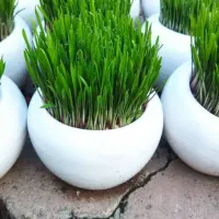 سفال سبزه عید