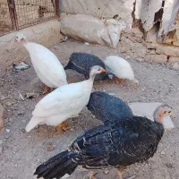 پرنده زینتی شهرستان رزن