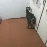 بزغاله|حیوانات مزرعه|اقبالیه, |دیوار