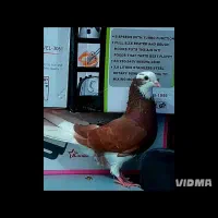 کفتر فروشی|حیوانات|کرمان, |دیوار