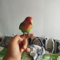 کوتوله برزیلی دستی|پرنده|شیراز, شهرک گلستان|دیوار