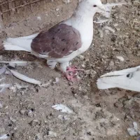 کبوتر