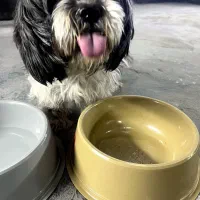 شیتزو ۶ ماهه