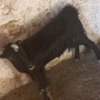 ..بز|حیوانات مزرعه|لامرد, |دیوار