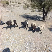 میش عراقی