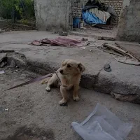 شیدزو سگ