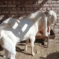 بز گلابی اصل