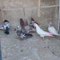 فروش تعدادی کبوتر پرشی