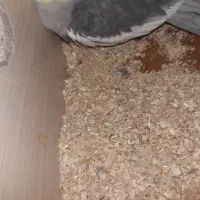 یک جفت عروس هلندی با تخم|پرنده|تبریز, |دیوار