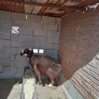 فروش یک راس میش