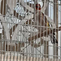 سهره کرمانی دارابی اصیل دهن قشنگ