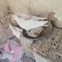 کبوتر|پرنده|کرمان, |دیوار