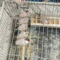 فنچ نرگسی|پرنده|شیراز, سرو|دیوار