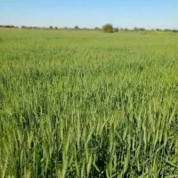 روستایی مرعی