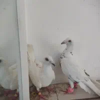 سار دستپر صید جفتگاه یهودی سیاه