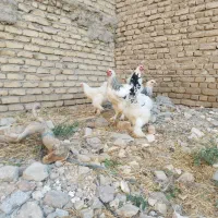 مرغ و خروس برهما
