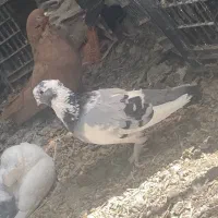 قرمز گوز لوتی نوک ریز|پرنده|سیه رود, |دیوار