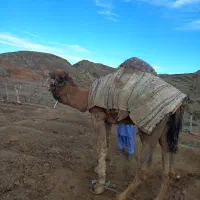 شترنر|حیوانات مزرعه|تفتان, |دیوار