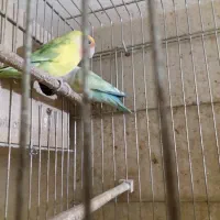 جفت مولد طوطی برزیلی|پرنده|پردیس, شهرک صنعتی خرمدشت فاز ۷|دیوار