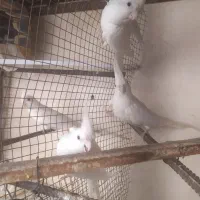 عروس هلندی آلبینو مولد و مرغ عشق نر