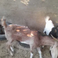 یک عدد بز برای فروش