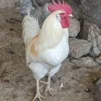خروس محلی