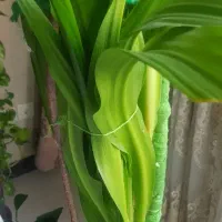 گل بسیار زیبا|گل و گیاه طبیعی|اصفهان, کوی امیریه|دیوار
