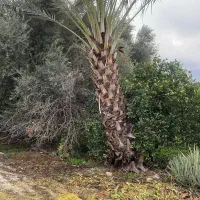 بریدن نخل با اره بنزینی|خدمات باغبانی و درختکاری|جم, |دیوار