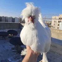 خروس سلطان نژاد اصل ۱۰ ماهه