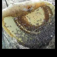 عسل وحشی جنگلی سرشاخه طبیعی درمانی|خوردنی و آشامیدنی|قم, زند آباد|دیوار