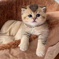 گربه اسکاتیش و بریتیش|گربه|مشهد, الهیه|دیوار