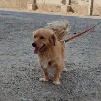 کارگر جهت امور خدماتی و نظافت پناهگاه حیوانات