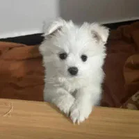 سگ پامرماده رایگان