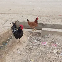 یک خروس سیاه خالص با یدونه مرغ|پرنده|امیدیه, |دیوار